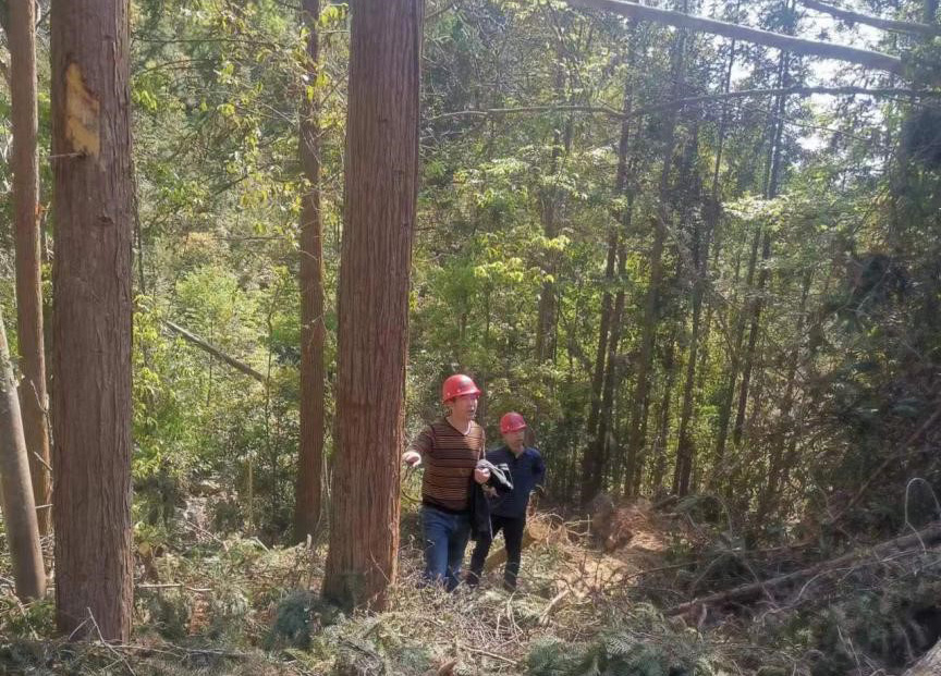 “兩節(jié)”前夕，“綠盾”行動——福建金森嚴(yán)格把關(guān)林木采伐施工