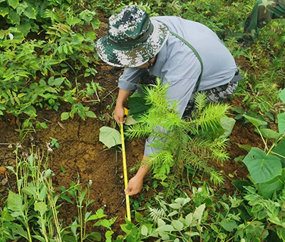 嚴(yán)把森林培育質(zhì)量關(guān)，譜寫資源培育新篇章
